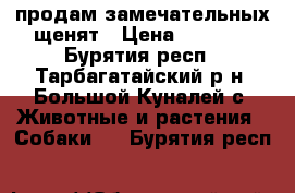 продам замечательных щенят › Цена ­ 1 000 - Бурятия респ., Тарбагатайский р-н, Большой Куналей с. Животные и растения » Собаки   . Бурятия респ.